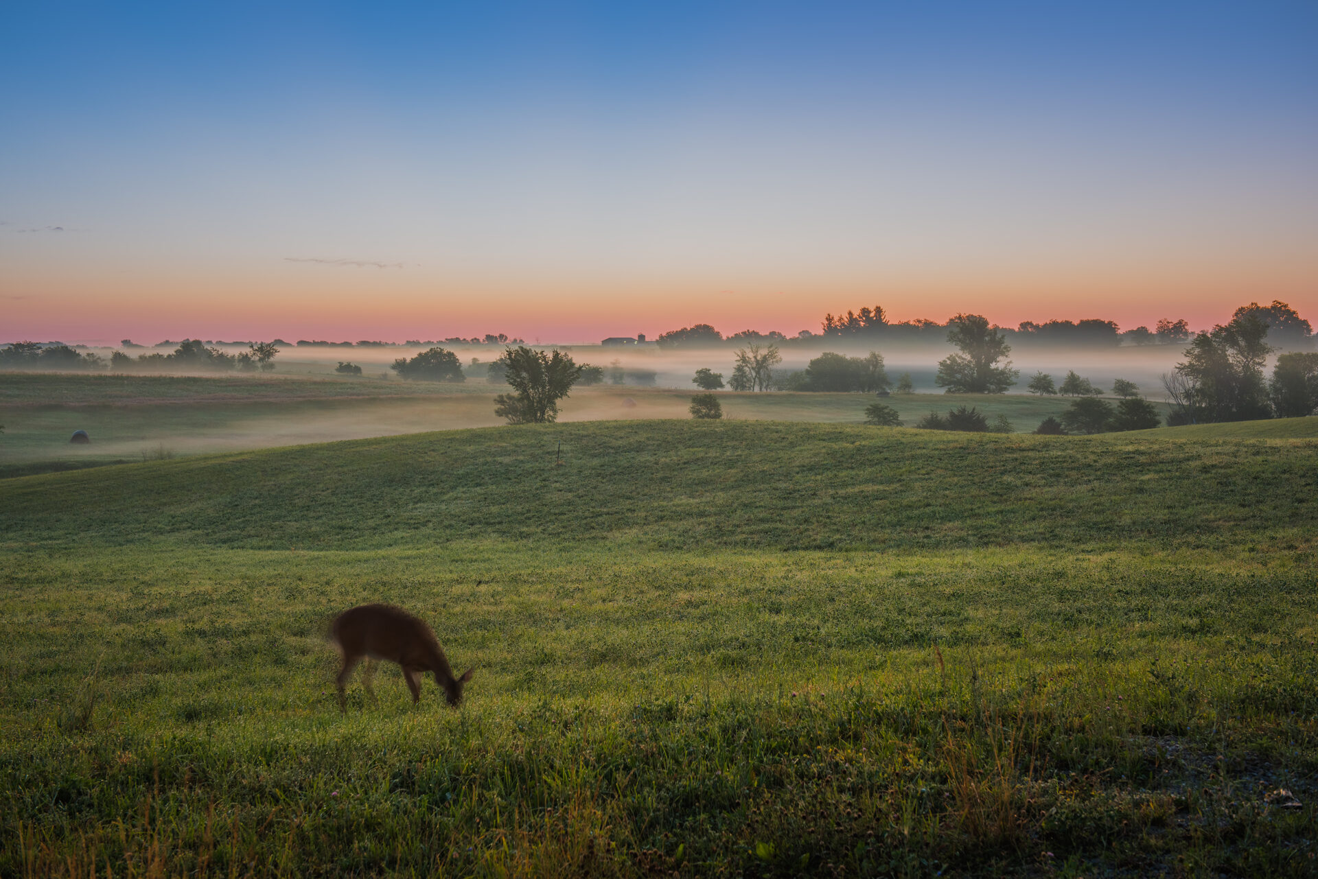 Deer grazing at dawn