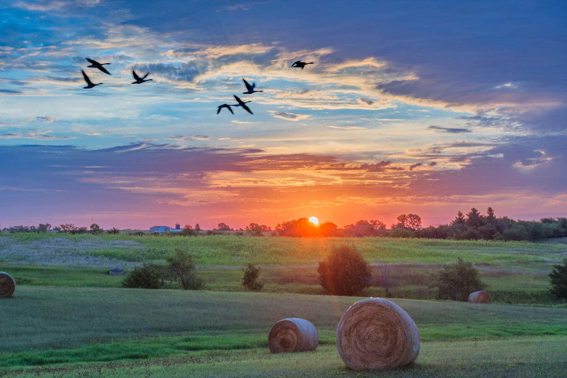 Geese flying over Iowa sunset
